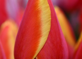 Tulipa Worlds Beauty ® (3)